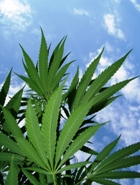 HEMP ESSENTIAL OIL